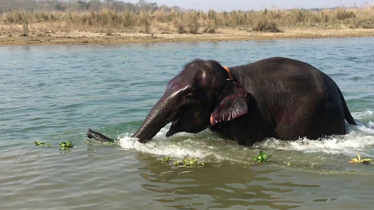 Huge elephant bathing at the Minneriya national park !