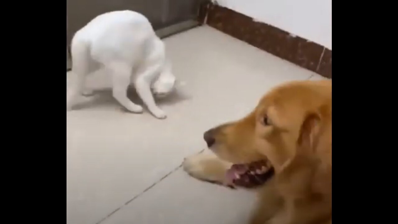 A compilation of funny cat and dog scenes