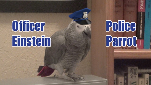 Talented parrot perfectly imitates police siren