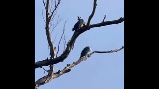 Aluguel de rancho em Três Marias , pescaria em Três Marias rio São Francisco,dourados , piranha …