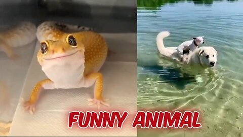 Only Animals Funny Video