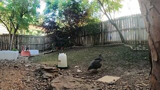 My Backyard Chickens - Episode 98