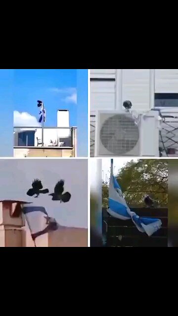Birds are Khamas. 🤣 #gaza #palestine