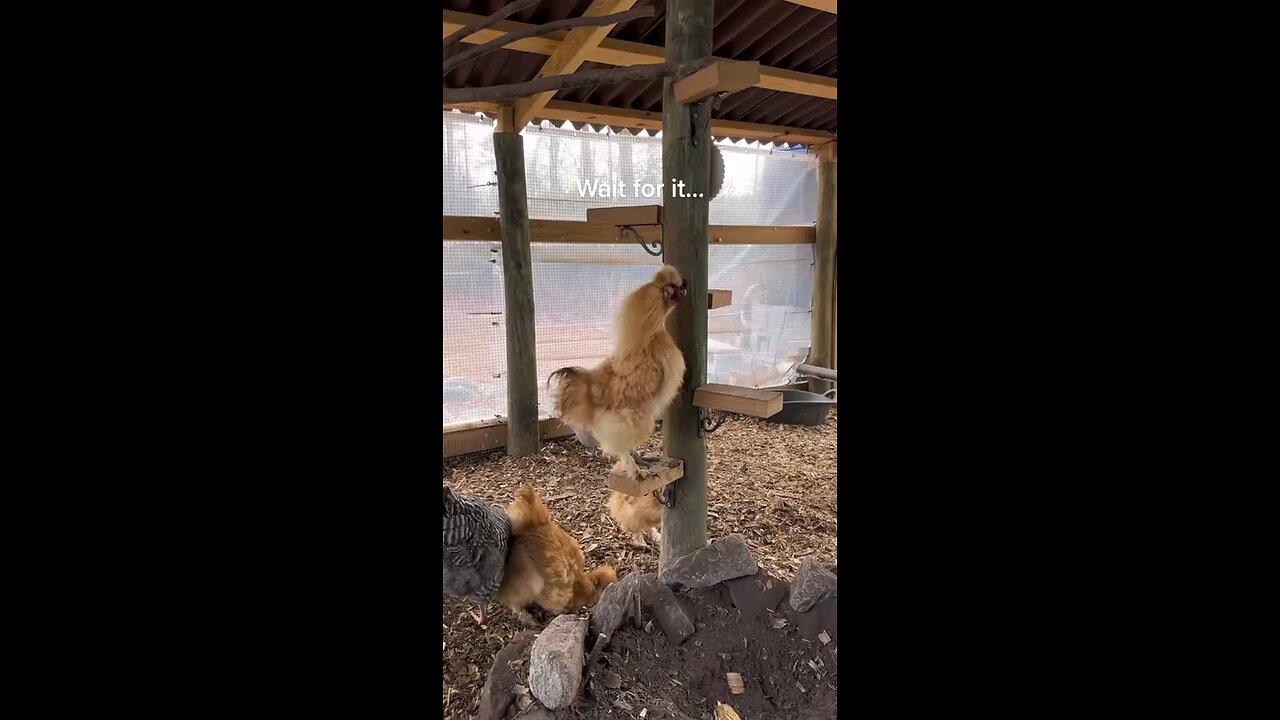 funny videos