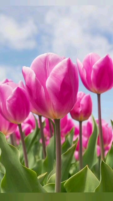 beshak her mushkil k bad asani hai.