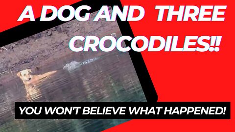 A Dog and three Crocodiles