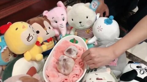 Baby Dogs Funny Dogs 😂😆 I love 😘😘😘 I cats and dogs 😄 I #funny #cats #dogs #animals