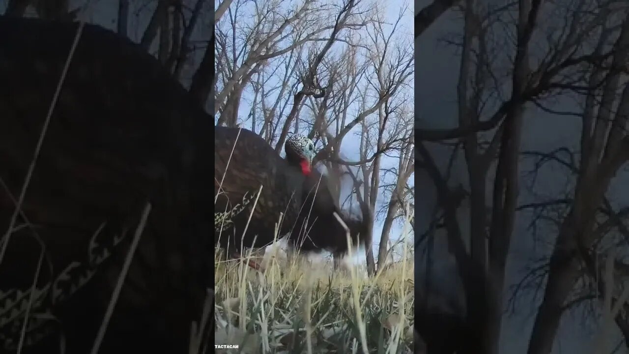 Turkey Two Step