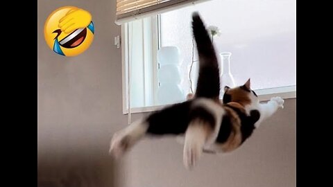 Best Funny Animal Videos 2022 🤣