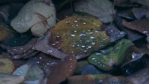 The Leaf