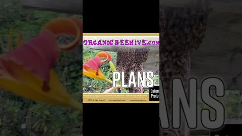 OrganicBeehive.com #plans #beehive #shorts