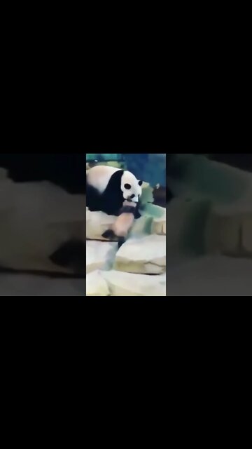 Os vídeos mais engraçados do mundo #SHORTS