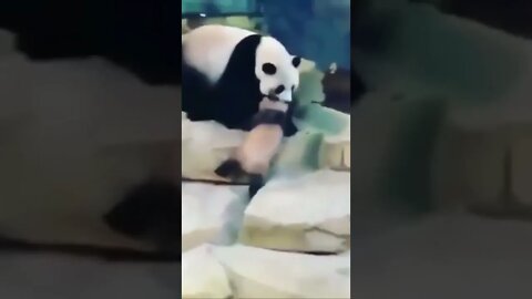 Os vídeos mais engraçados do mundo #SHORTS