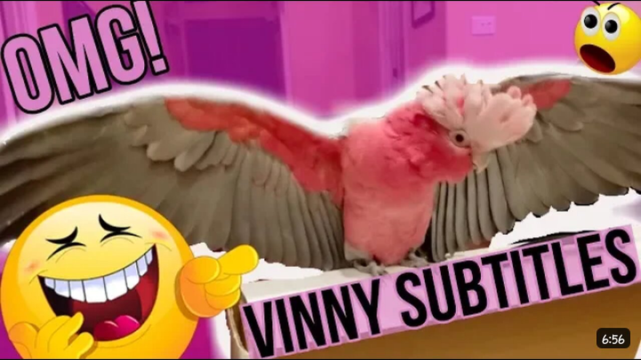 My parrot talking smack about people that touch his box