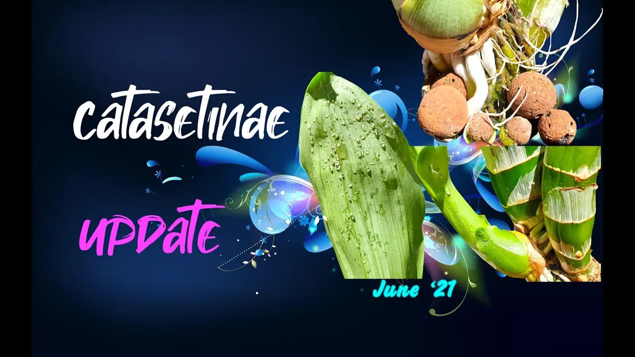 Catasetinae UPDATE | June '21 | The Three Big Ones #Catasetinae