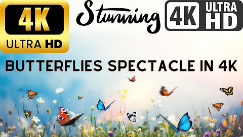 Mesmerizing 4K Butterfly Spectacle: Nature's Grace in Ultra HD