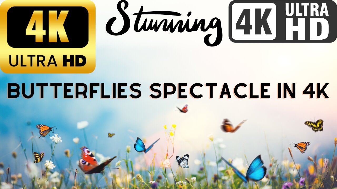 Mesmerizing 4K Butterfly Spectacle: Nature's Grace in Ultra HD