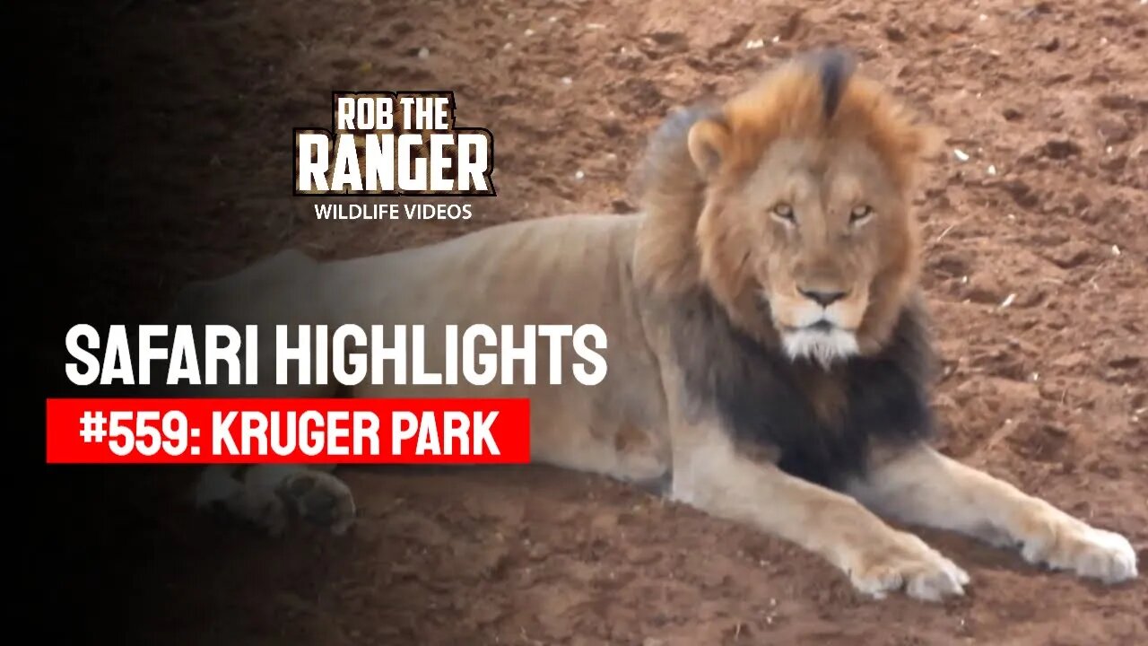 Safari Highlights #559: 10 & 11 September 2020 | Kruger National Park | Latest Wildlife Sightings