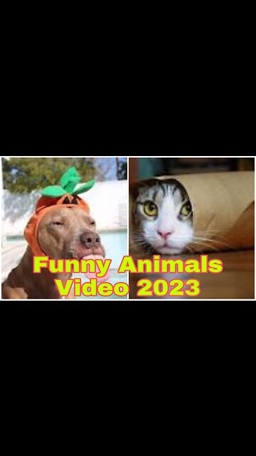 Funny Dog and Cats Animals Video 2023