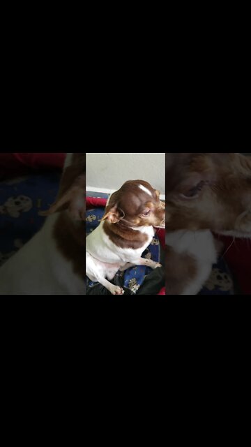 Vídeo aleatório: atazanando meus bicho