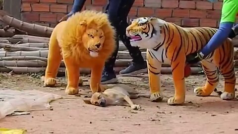 Troll Prank Dog Funny & fake Lion and Fake Tiger Prank To dog & Huge Box Prank to dog