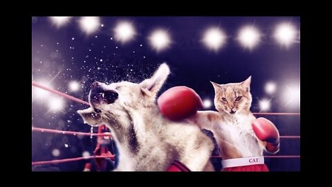 Cats and dogs fighting