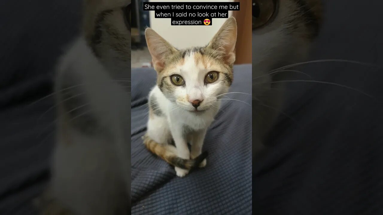 This will melt your heart - Rosy Small Cat Reaction