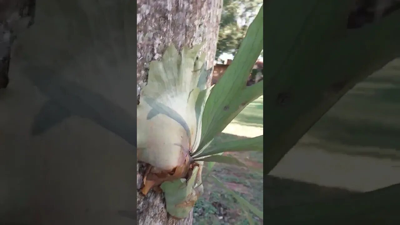 PLANTAS E ORQUÍDEA