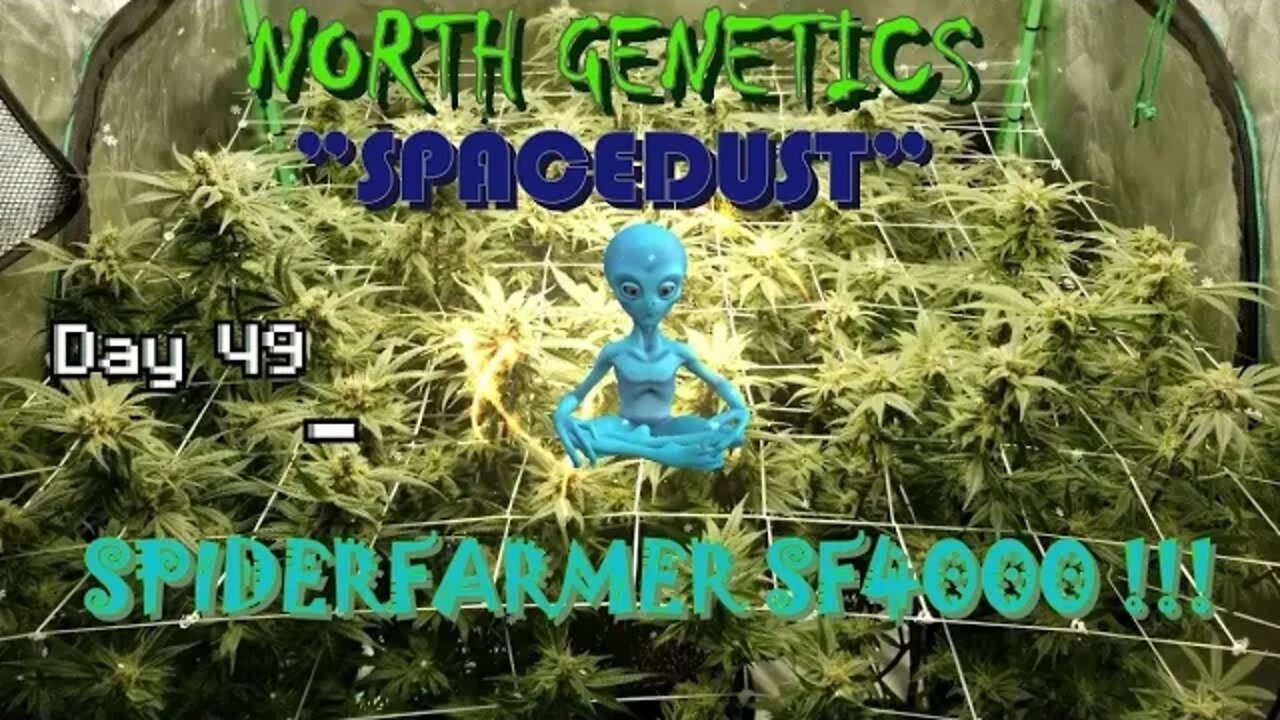 "Summer Stock II" episode 9 #NorthGenetics #Spacedust #👽 #SpiderFarmer #sf4000 day 49 #🔨