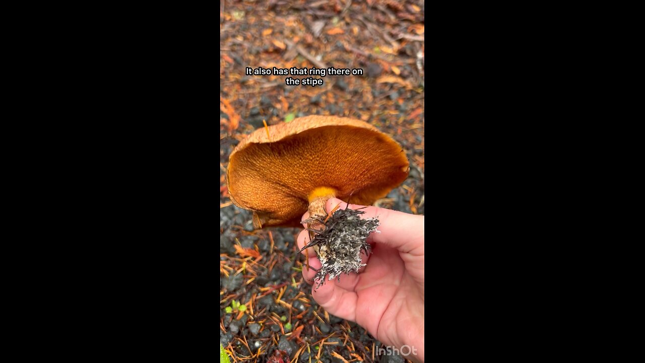 Bolete Mushroom #explore #hiking