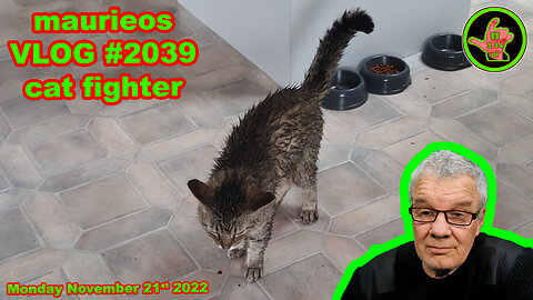 maurieos VLOG #2039 cat fighter
