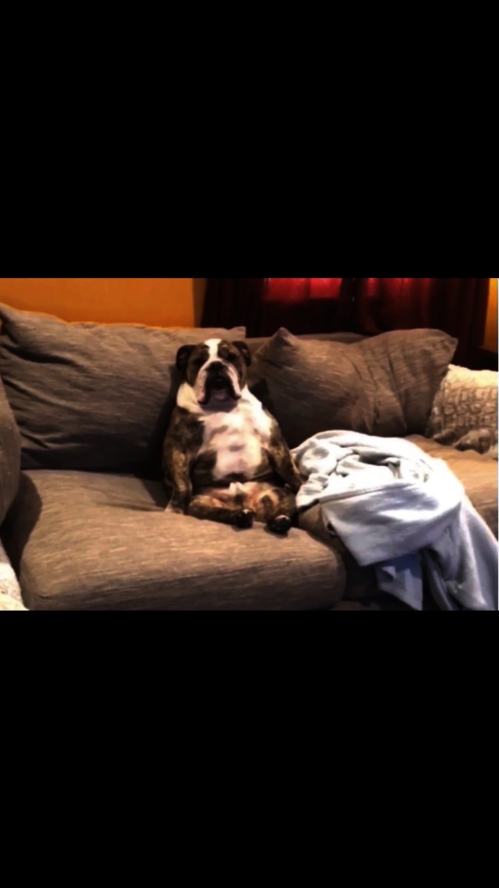 Compilation of bulldogs thinking theyre human