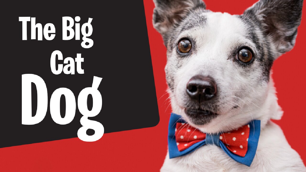The Big Cat & Dog
