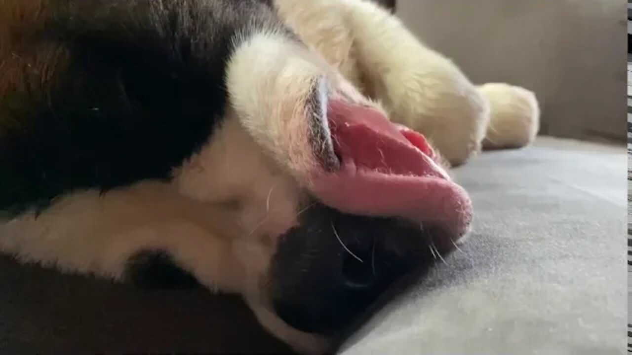 St Bernard-too lazy to close his mouth for a nap