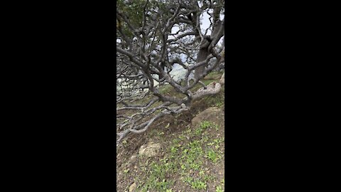 Oak Tree Limb Inches Off The Ground