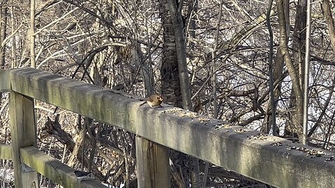 Red-tipped Black Birds are pretty chatty today