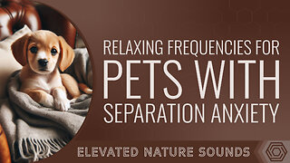 Relaxing Frequencies for Pets with Separation Anxiety