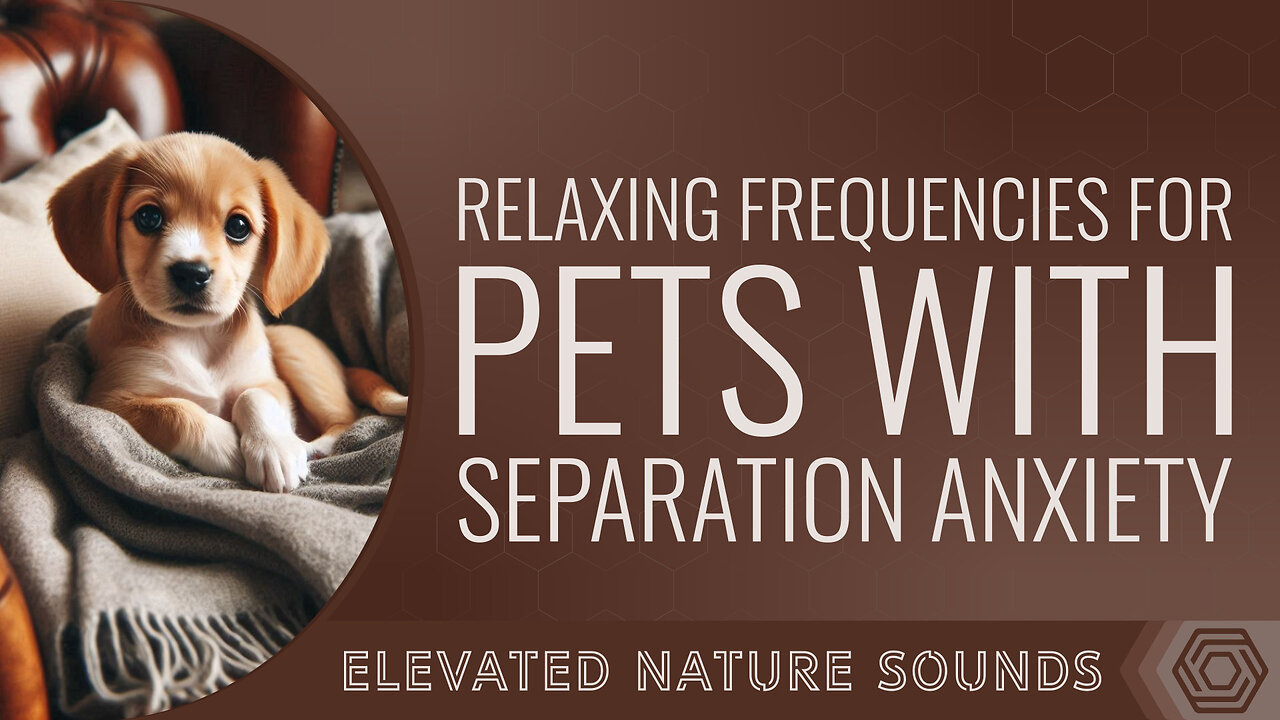 Relaxing Frequencies for Pets with Separation Anxiety