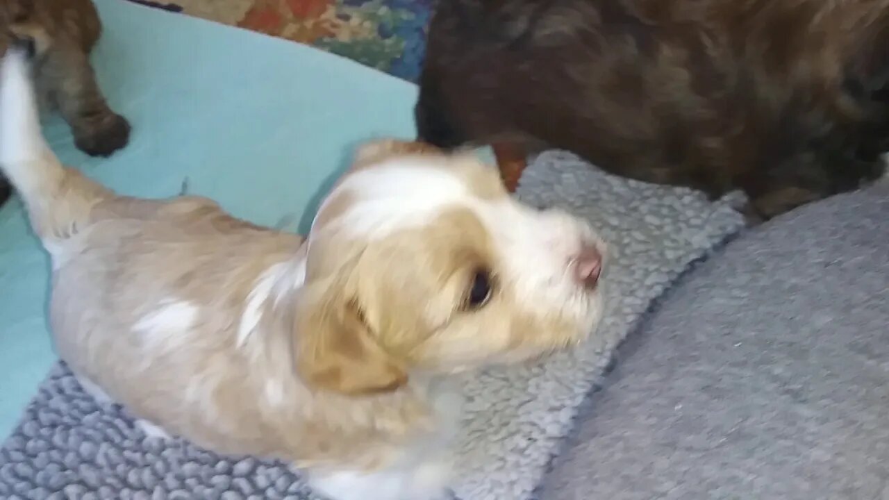 H Litter - Feeling Frisky