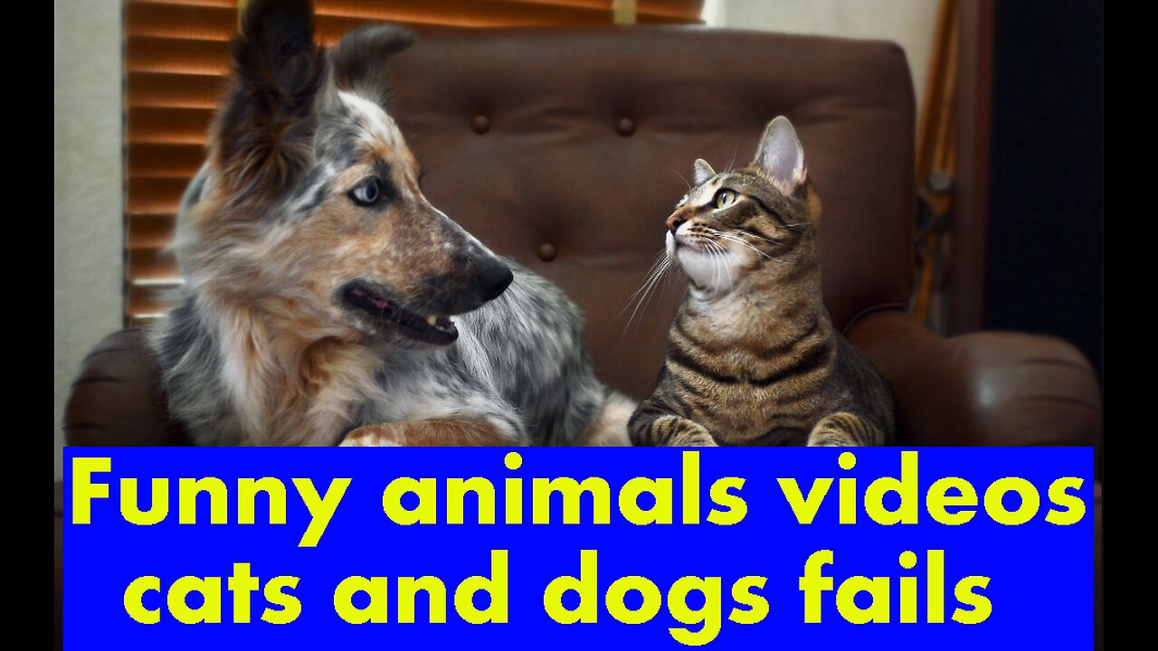 Funny animals videos, cats and dogs fails.