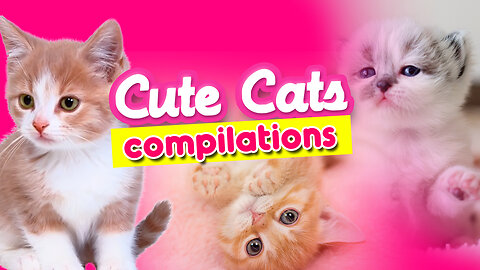 Cute Animals - Cat Compilations