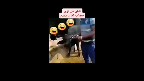 Case counting hack buffalo 🐃 Funny 🤣😂 video must watch