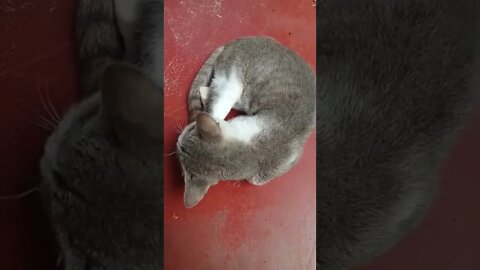 my pet is sleeping #cat #shorts