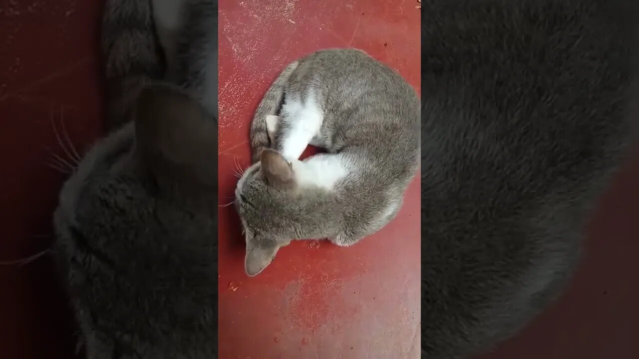 my pet is sleeping #cat #shorts