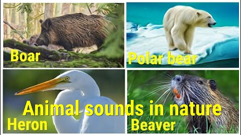 WILD ANIMALS sounds in nature boar, polar bear, heron and beaver