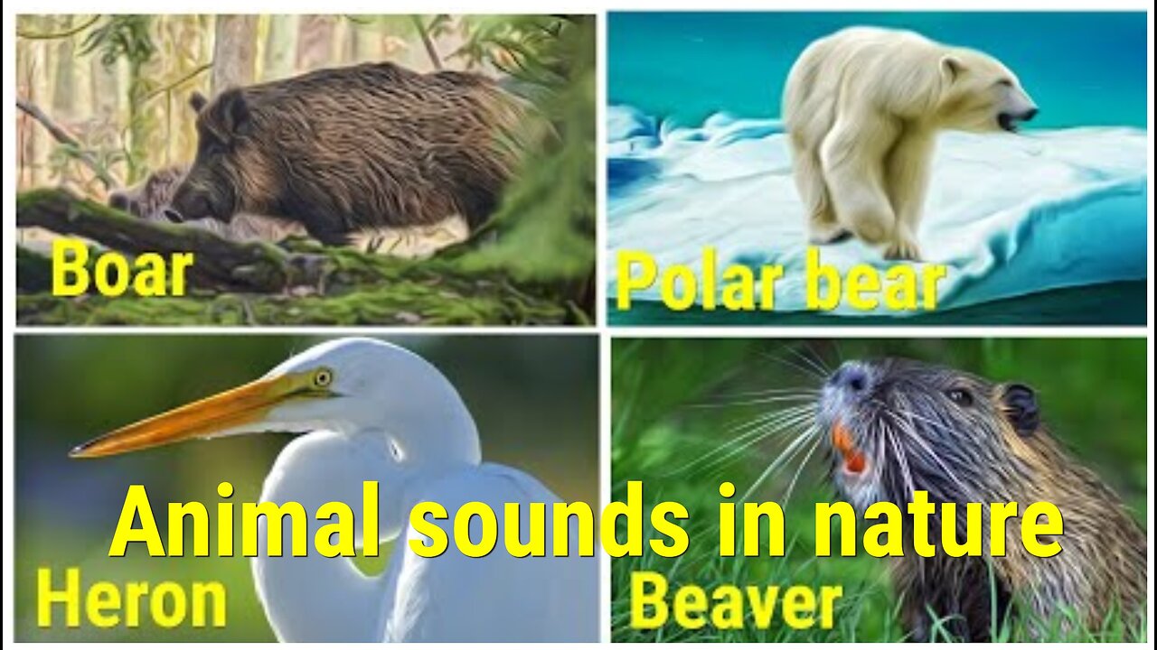 WILD ANIMALS sounds in nature boar, polar bear, heron and beaver