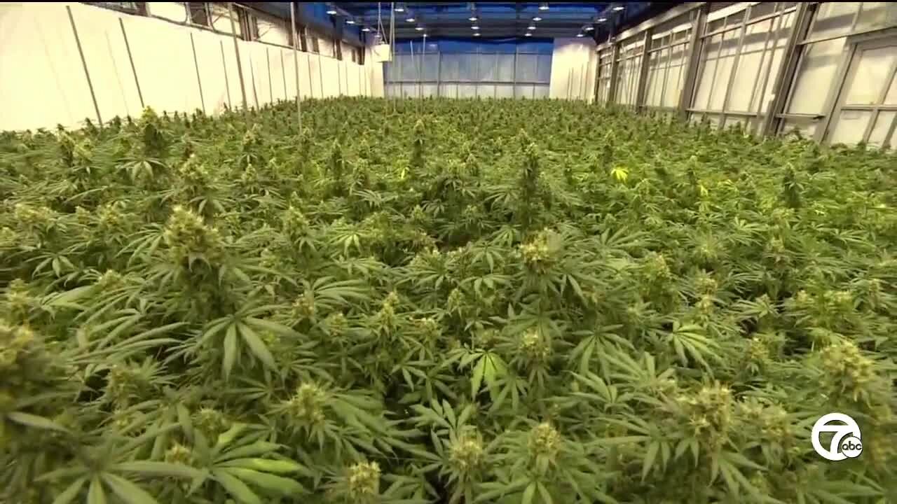 Marijuana growing moratorium?: Supply and demand could lead to changes in Michigan