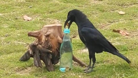 How Smart Are Crows_ Moments of Animal Genius That Will Amaze You