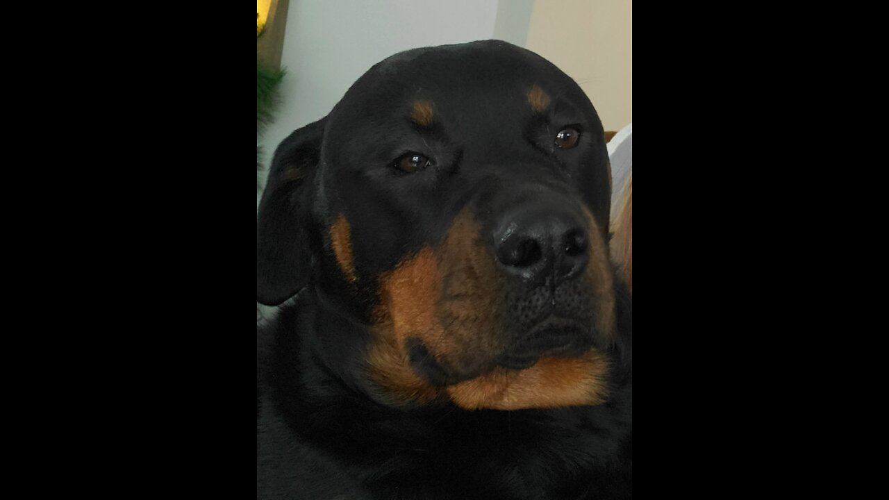 My crazy dog after a bath