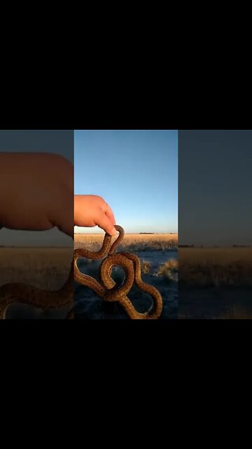 Serpiente congelada (Río Negro)